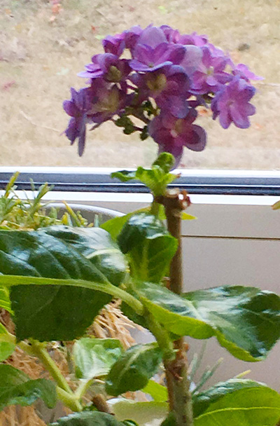 こんなに寒いのに、窓辺の鉢植え アジサイ が花を咲かせてくれました！鶏卵大の大きさですが、嬉しいです。